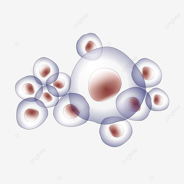 کارشناسی پیوسته زیست شناسی سلولی و مولکولی